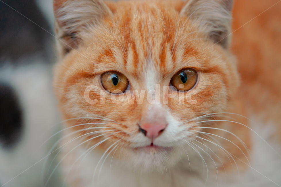 귀여운,수염,털,야생,배경,cute,beard,fur,wild,background,animal,고양이,cat,애완동물,pet,동물,mammal,포유류,동물,animal,포유류,mammal,고양이,cat,kitten,kitty