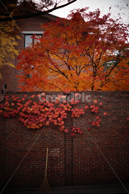가을,낙엽,단풍,담쟁이,담벼락,벽,빗자루,fall,autumn,fallenleaves,leaves,autumncolors,maple,ivy,broom,wall,가을,계절,fall,autumn,season