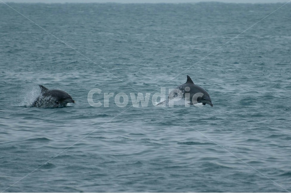 제주도,제주,돌고래,바다,풍경,자연,겨울,동물,animal,포유류,mammal