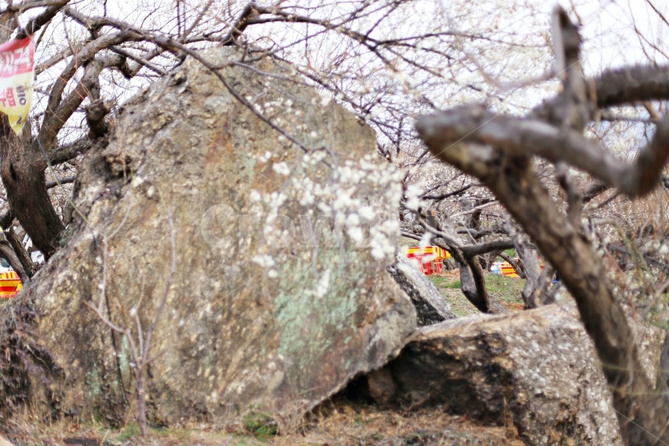 매화,매화꽃,꽃,하동,매화축제,hadong,flower,자연,풍경,nature,landscape,plant,식물