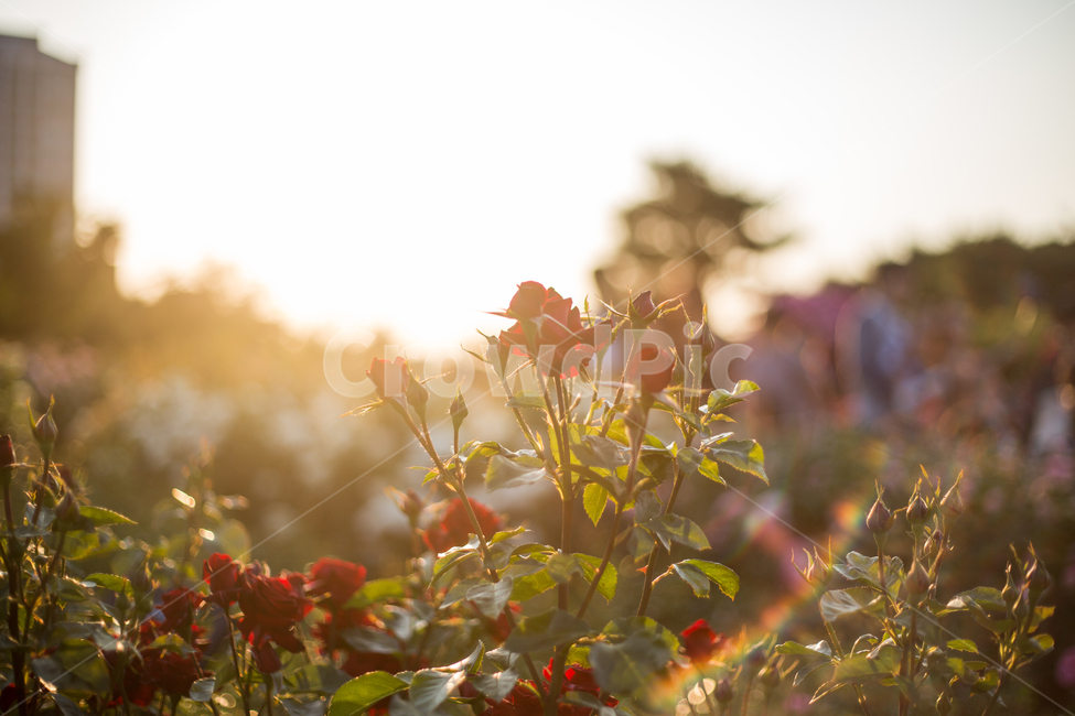 장미,장미축제,꽃,빨간꽃,장미공원,식물,자연,plants,nature,꽃,flower,휴식,힐링,rest,relaxation,healing