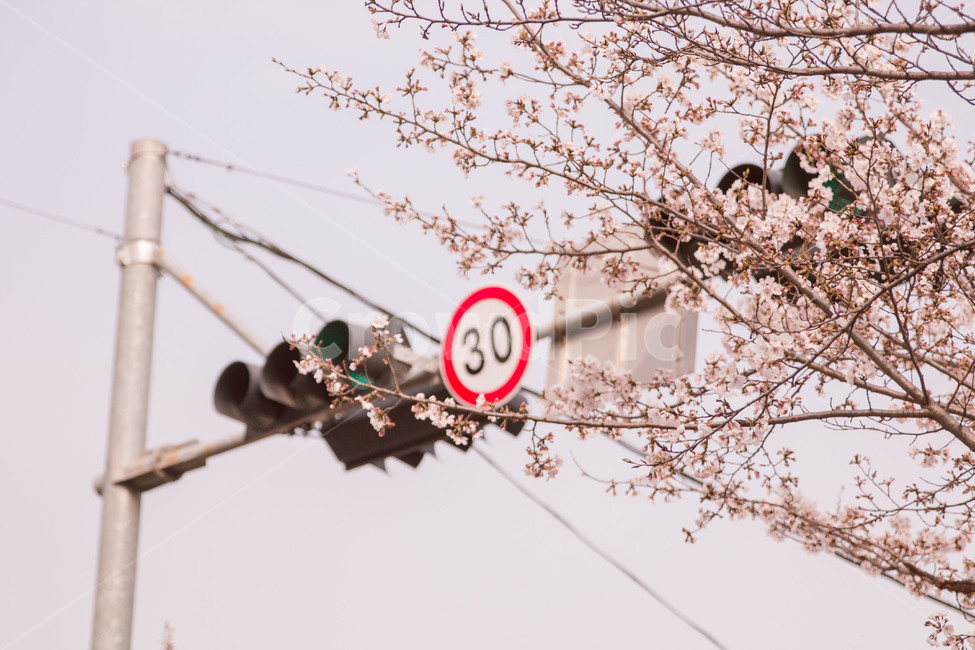 신호등,봄,벚꽃,꽃,감성,3월,4월,봄,계절,spring,season,감성,sensible,feeling,교통,교통수단,traffic,transportation,plant,식물