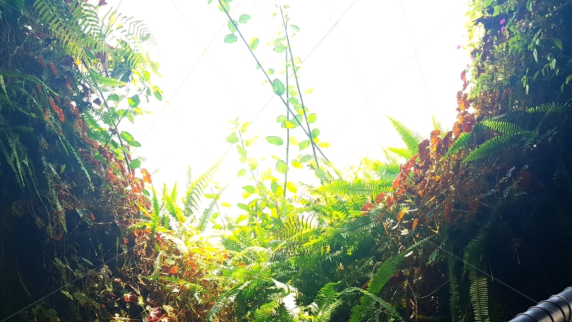 꽃,가든스바이더베이,배경,황홀,싱가포르,식물,자연,plants,nature