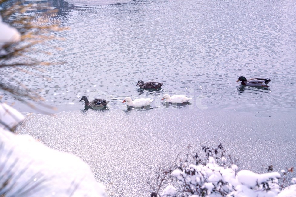 겨울,눈,호수,오리,풍경,겨울,계절,winter,season,동물,animal,조류,새,birds,감성,sensible,feeling
