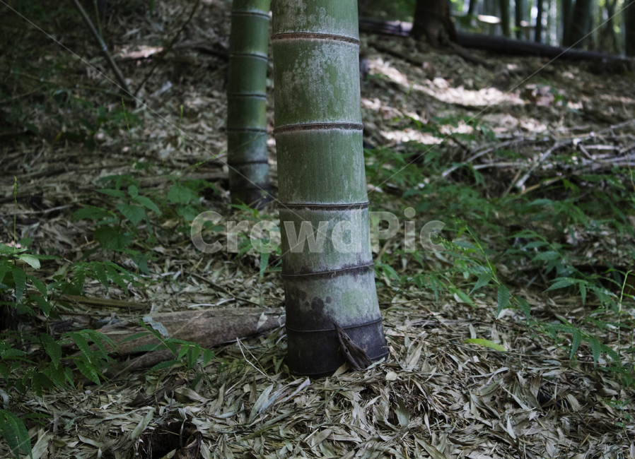 대나무,자연,치유,힐링,숲,나무,나무,trees,wood