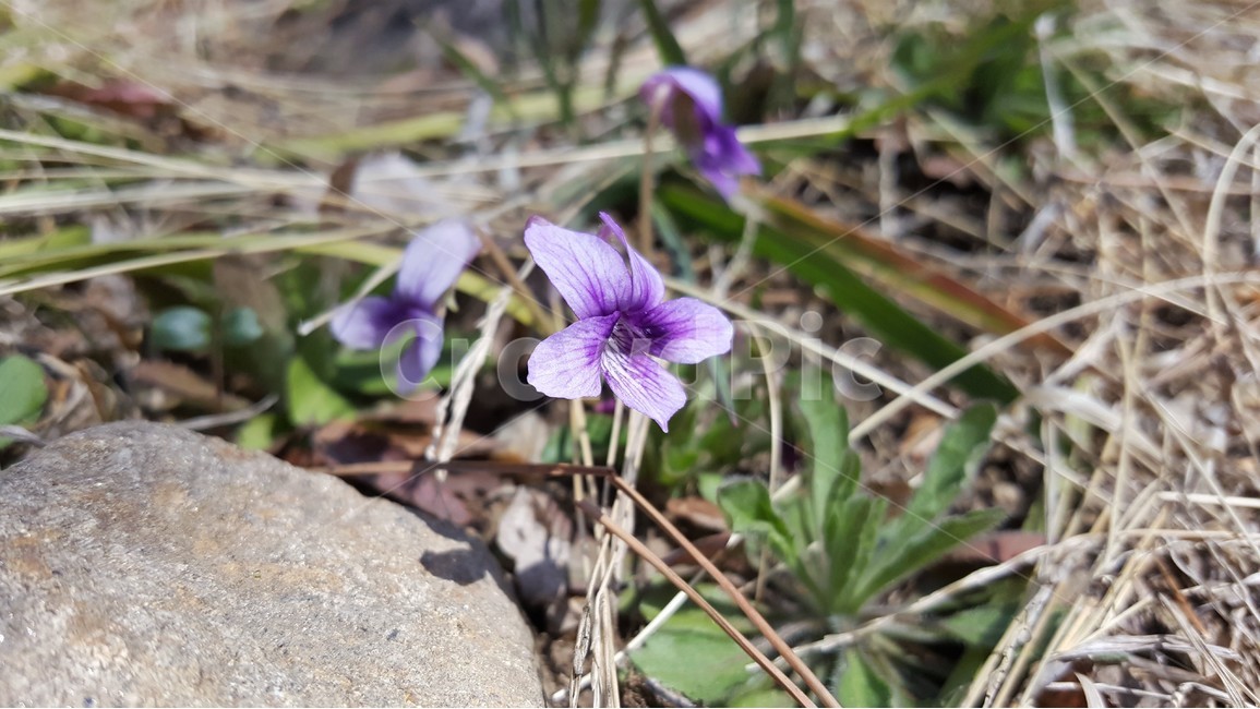 제비꽃,봄꽃,flower,식물,자연