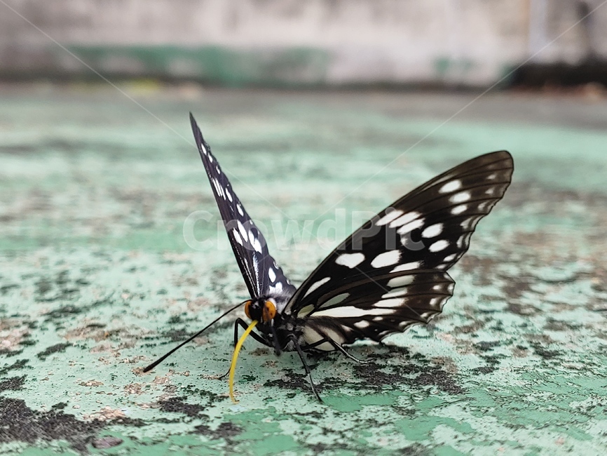butterfly,나비,곤충,날개,더듬이,papillon