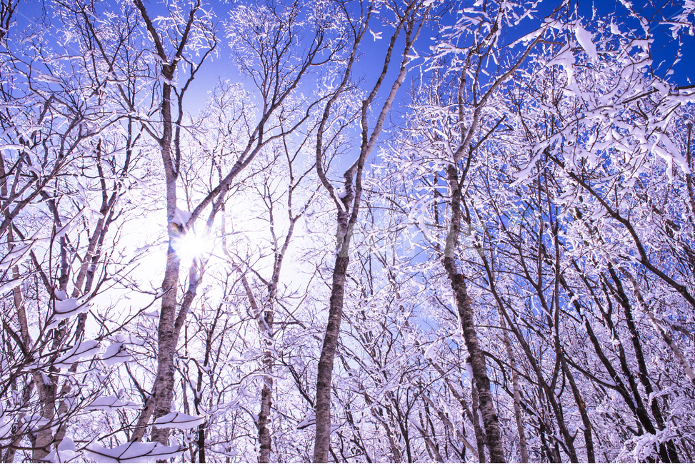 겨울,겨울산행,눈꽃,눈,snow,snowflower,태백산,하늘,나무,겨울나무,겨울,계절,winter,season,자연,풍경,nature,landscape,식물,plants,나무,trees,wood,light,빛,flare,플레어,outdoors,옥외