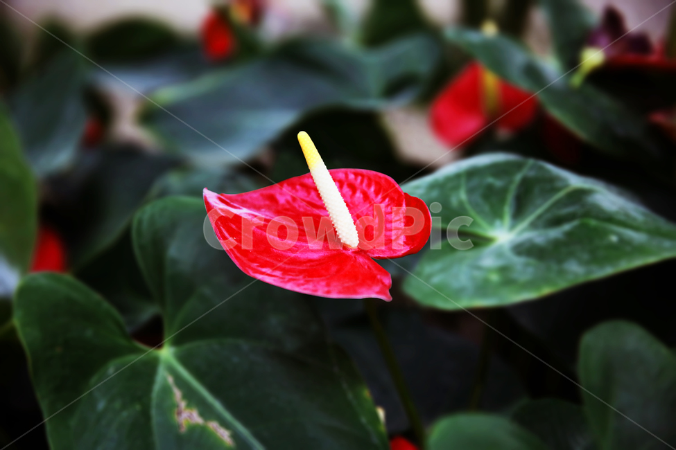 plant,식물,꽃,flower,blossom,식물,자연,plants,nature,꽃,flower