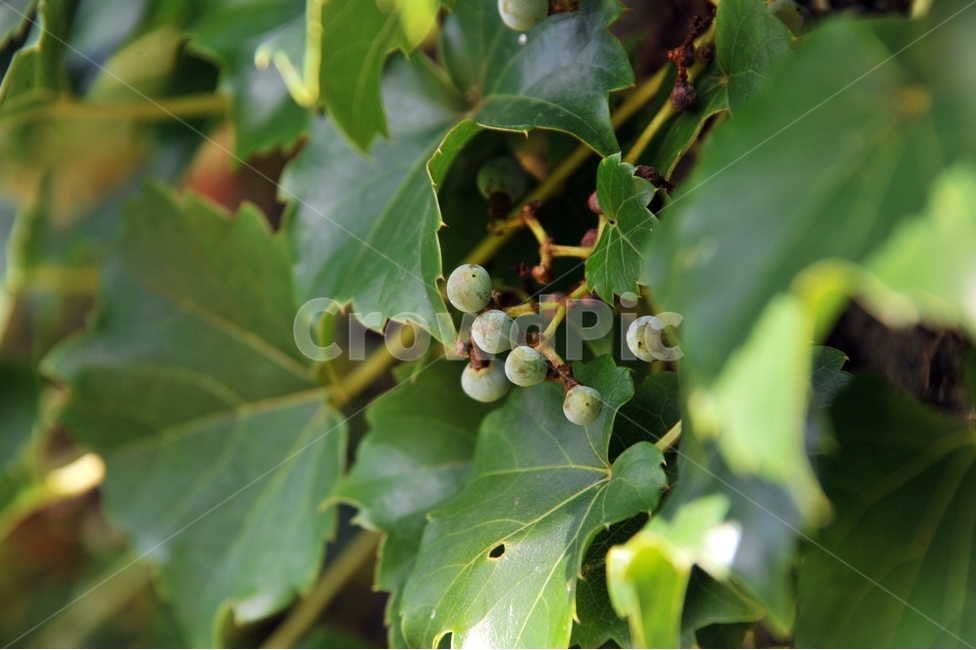 덩굴식물,담쟁이넝쿨,autumn,season,여름,식물,갈잎나무,식물,자연,plants,nature,과일,열매,fruit