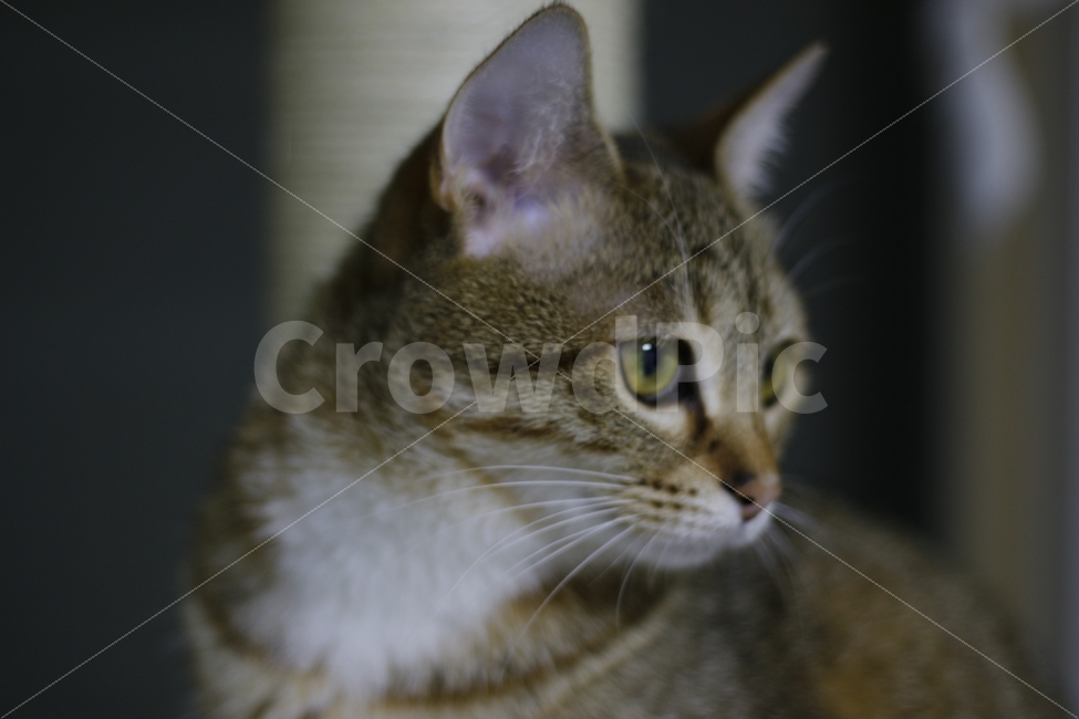 고양이,반려동물,유기묘,길냥이,애완동물,cat,pet,kitten,아기고양이,코숏,코리안숏헤어,동물,animal,캣타워,캣워커,캣폴,동물,animal,고양이,cat,kitten,kitty,포유류,mammal