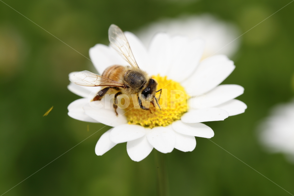 꽃과벌,꿀벌,봄,배경,데이지,데이지꽃,꽃사진,꽃가루,계란후라이,봄,계절,spring,season,식물,자연,plants,nature,꽃,flower,동물,animal,곤충,벌레,insect,bug,invertebrate,무척추 동물,bee,벌,honey bee