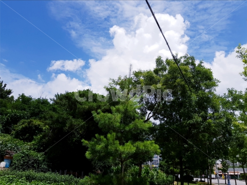 나무,구름,하늘,자연,동네,자연,풍경,nature,landscape