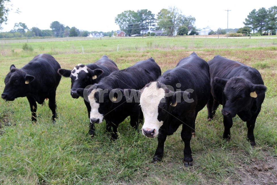검정소,목장,까만소,미국소,소,동물,animal,포유류,mammal,산업,industry,industrial,목축업,목장,livestock farming,ranching,pasture
