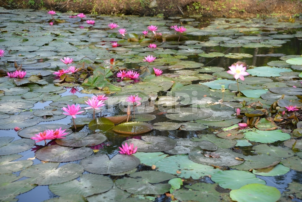 꽃,감성사진,자연,식물,풍경,식물,자연,plants,nature,꽃,flower