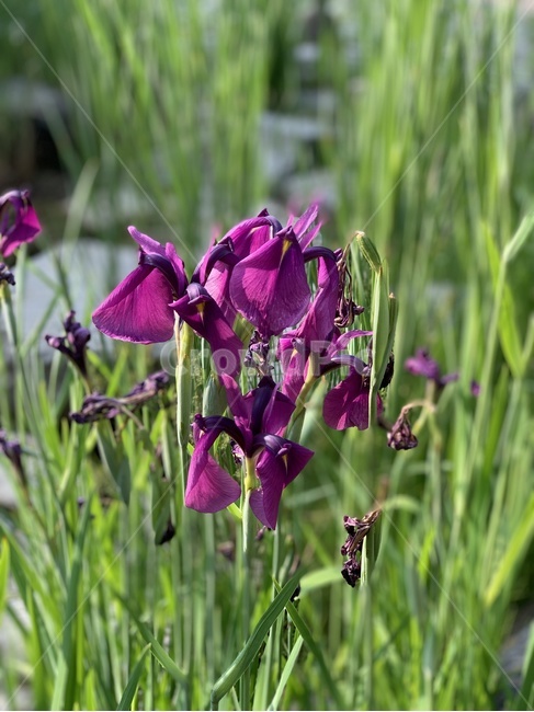 blossom,꽃,flower,iris,아이리스,식물,plant,자연,nature