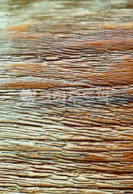 wood, 목재, texture, 조직, plywood, 사진,이미지,일러스트,캘리그라피 - 사진작가 박용주작가