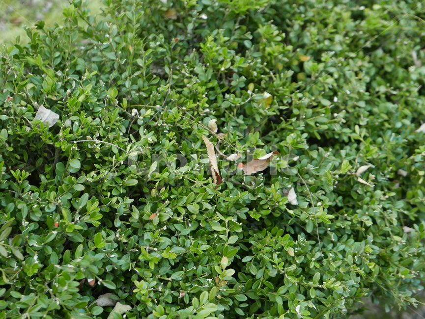vegetation,초목,식물,plant,풀잎,식물,자연,plants,nature
