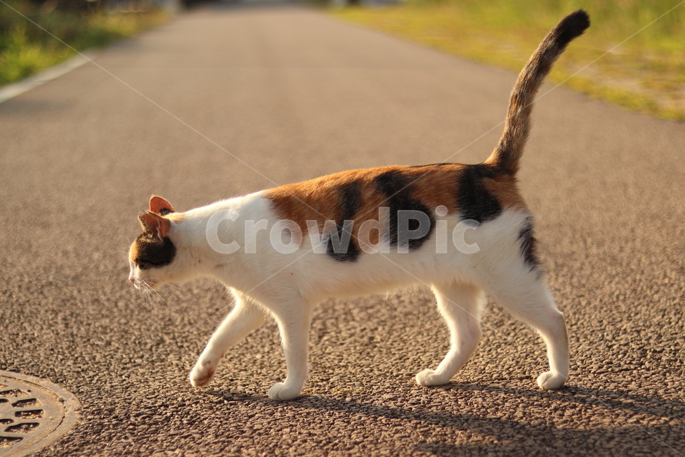 고양이,여유,길고양이,길냥이,노을,동물,animal,포유류,mammal,고양이,cat,kitten,kitty
