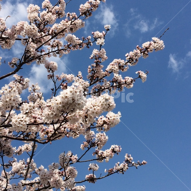 plant,식물,blossom,flower,벚꽃,cherryblossom,꽃,하늘,푸른하늘,맑은하늘,봄하늘,봄꽃,벚꽃엔딩,벚꽃감성,봄,spring,매화