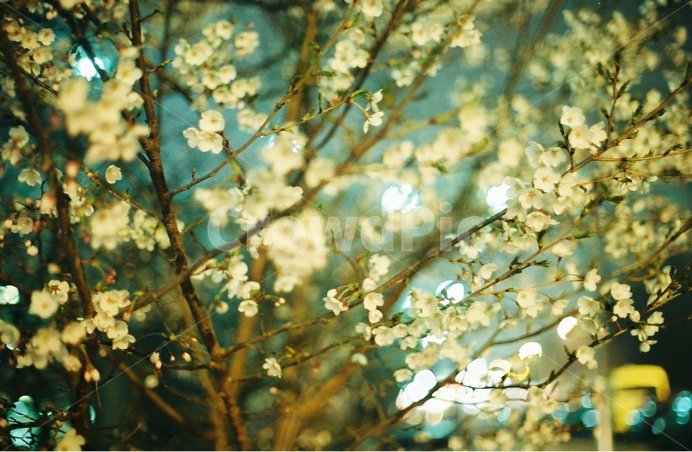 봄,봄꽃,벚꽃,벚나무,꽃,봄,계절,spring,season,식물,자연,plants,nature,꽃,flower,감성,sensible,feeling,plant,tree,나무