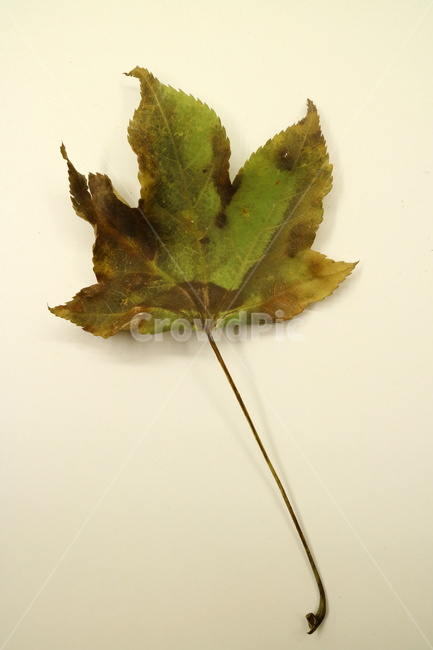 낙엽,가을,나뭇잎,잎,잎사귀,계절,식물,자연,낙엽잎,fallenleaves,deadleaves,오브젝트,누끼,가을낙엽,가을,계절,fall,autumn,season,plant,leaf,tree,나무