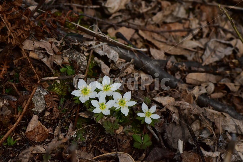 모데미풀,야생화,봄,꽃,풀꽃,자연,식물,식생,plants,nature,spring,season,flower