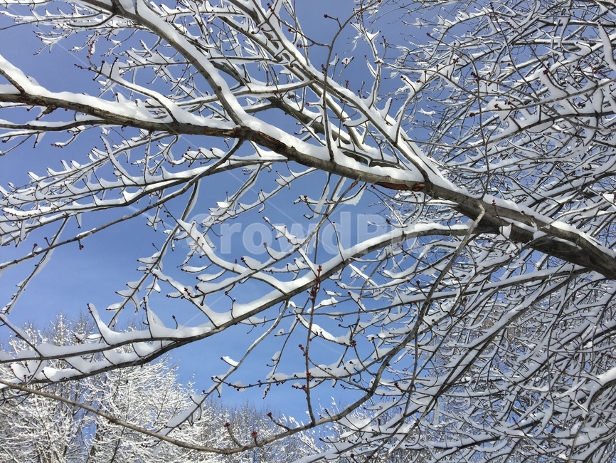 빙,ice,nature,자연,plant,식물,tree,나무,trunk,눈,snow,겨울,나무가지,나무줄기