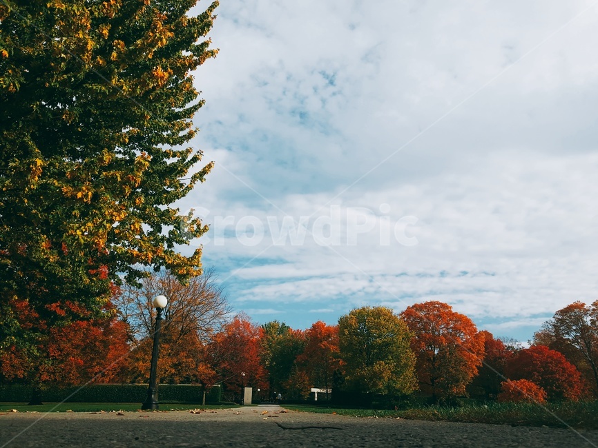 자연,단풍,tree,나무,nature,가을,plant,배경,풍경