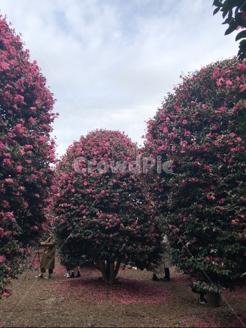 제주,동백꽃,꽃,자연,하늘,숲,겨울,겨울꽃,사람들,겨울,계절,winter,season,자연,풍경,nature,landscape,식물,plants,나무,trees,wood,tree,plant