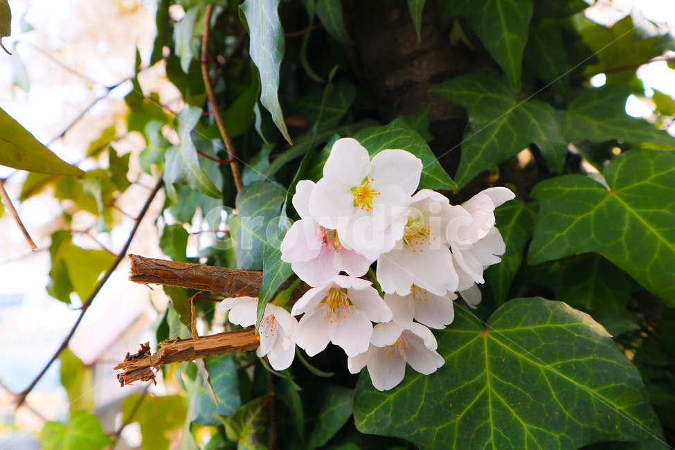 벚꽃,꽃,자연,나무,봄,봄,계절,spring,season,식물,자연,plants,nature,꽃,flower,plant,geranium,제라늄,blossom