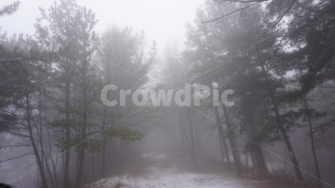 나무,숲,산,안개,겨울,눈