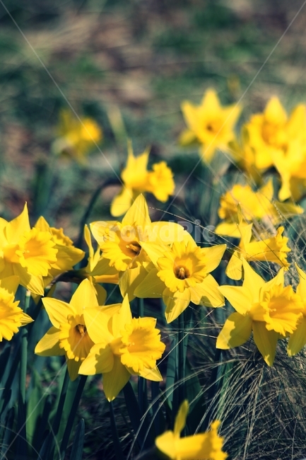 flower,blossom,plant,꽃,식물