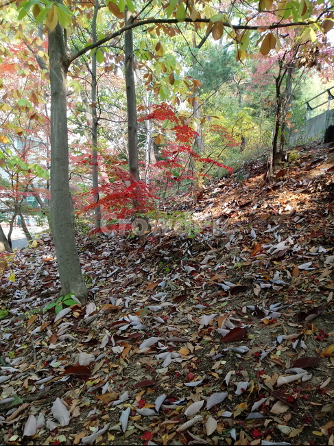 가을,단풍,낙엽,maple,plant,식물,단풍나무,단풍잎,leaf,잎,tree,나무,계절,fallautumnseason,가을단풍,자연,풍경,경치,가을,계절,fall,autumn,season,식물,자연,plants,nature,나무,trees,wood,ground,바닥,tree trunk,나무 줄기