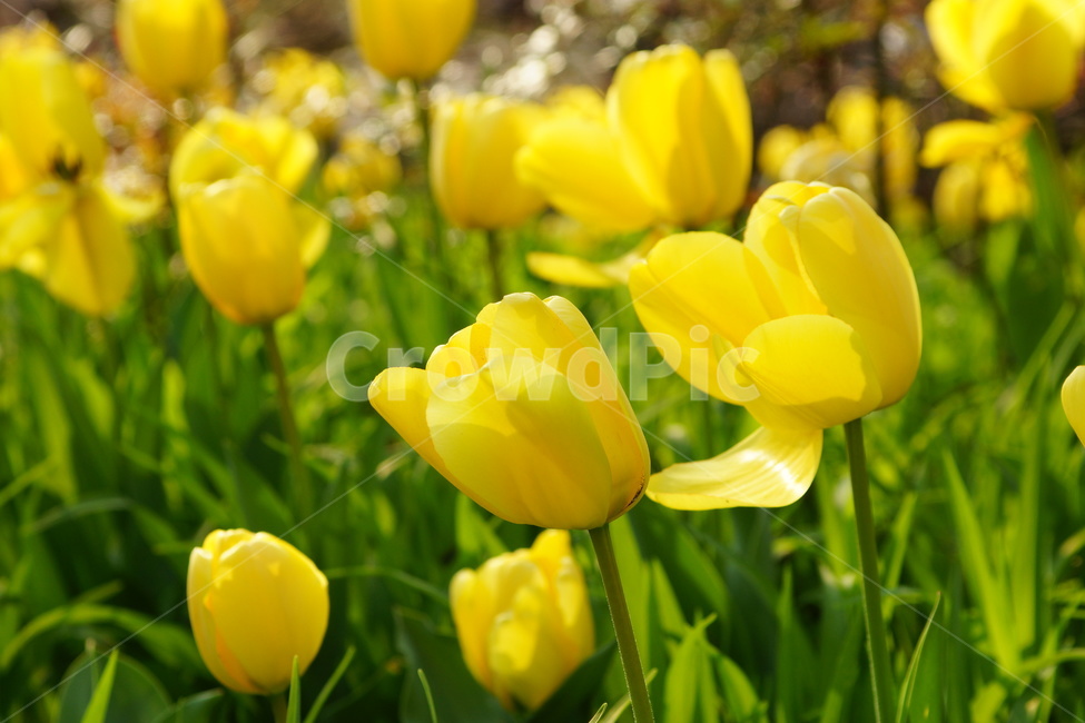 꽃,튤립꽃,튤립,튜울립,봄,봄꽃,살랑살랑,식물,자연,plants,nature,꽃,flower