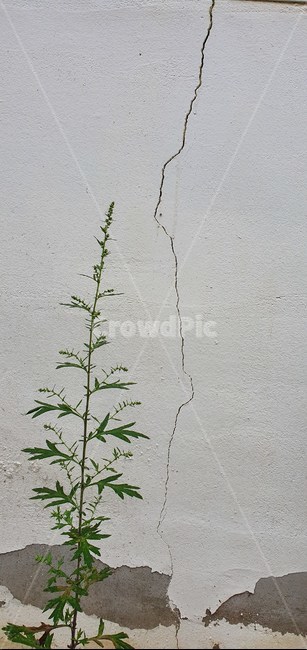 골목,그림자,벽,자연,건물