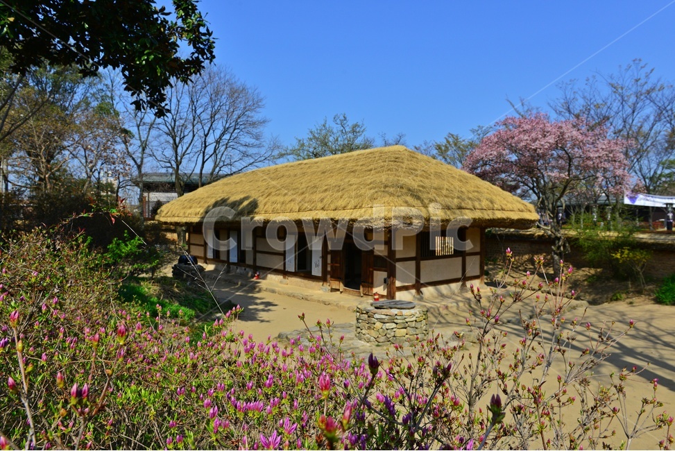 nature,자연,outdoors,옥외,경치,경관,풍경,고창,고창읍성,모양성,고창읍성봄,봄,계절,벚꽃,꽃,초가,지붕,담장,철쭉꽃