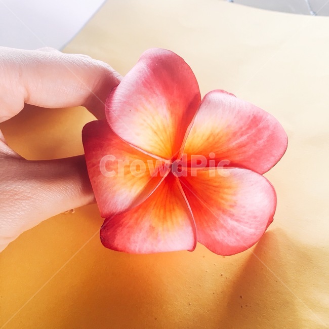 사이판,꽃,플루메리아,flower,식물,꽃잎,자연,식물,자연,plants,nature,꽃,flower