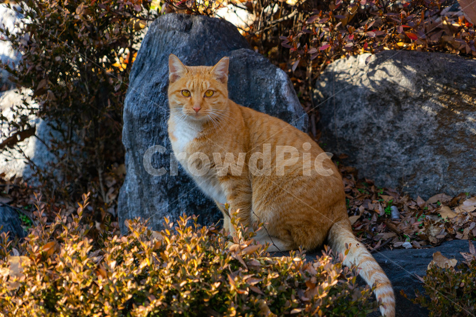 고양이,길냥이,애완동물,animal,cat,포유류,pet,동물,animal,포유류,mammal,고양이,cat,kitten,kitty