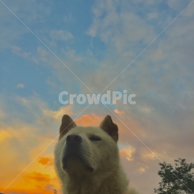 강아지,개,dog,animal,노을,sunset,자연,하늘,귀여운동물