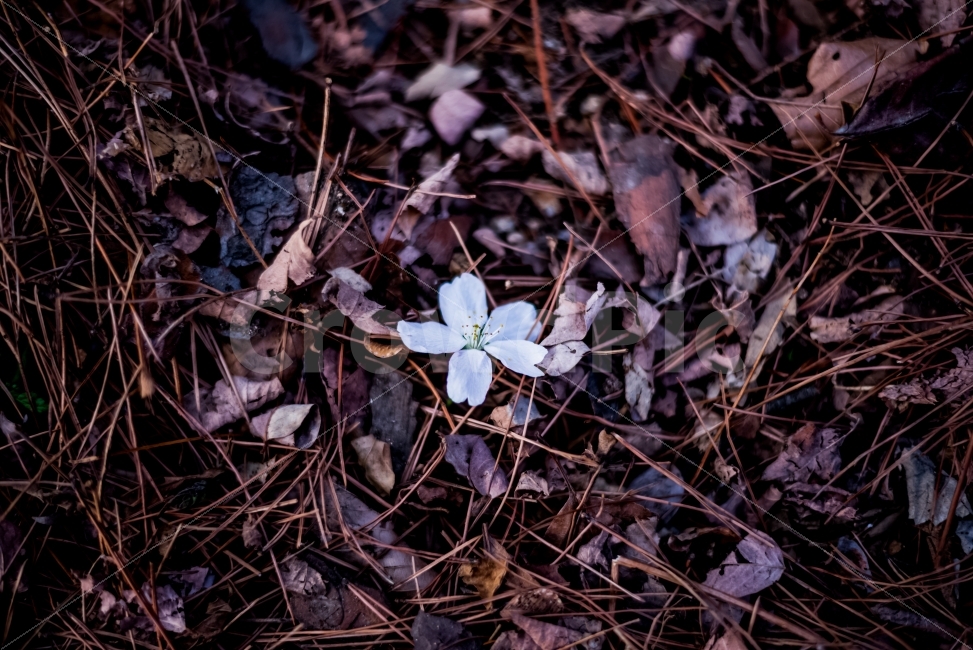 벚꽃,낙화,감성,풍경,자연,봄,봄날,스냅,일상,여행,봄,계절,spring,season,식물,자연,plants,nature,꽃,flower,감성,sensible,feeling,plant,blossom
