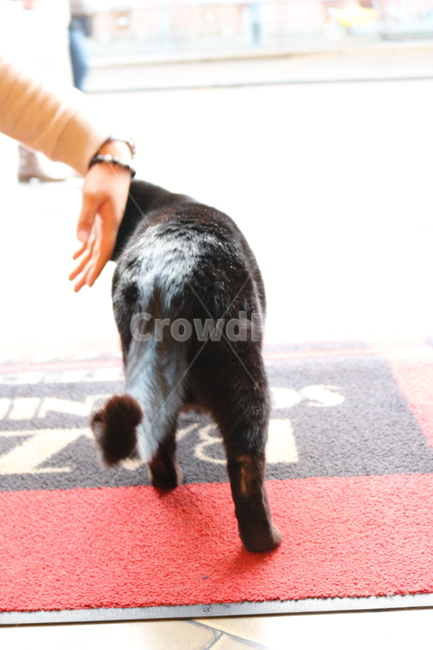 고양이,길고양이,길냥이,유기묘,까만고양이,검정고양이,흑묘