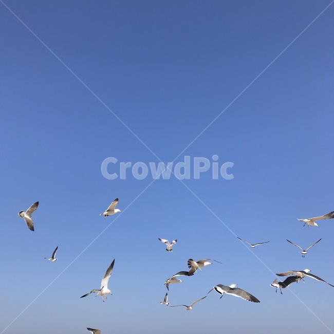 flock,animal,동물,bird,새,바다,갈매기,하늘,파랑,자연,동물,animal,조류,새,birds
