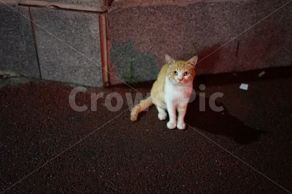 밤길,고양이,길고양이,길냥이,골목길,동물,animal,포유류,mammal,고양이,cat,kitten,kitty