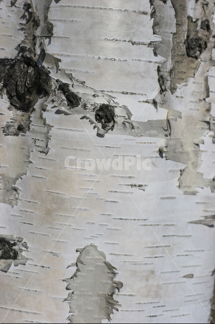 자작나무,나무,식물,껍질,자연풍경,시골,자연,풍경,식물,자연,plants,nature,나무,trees,wood