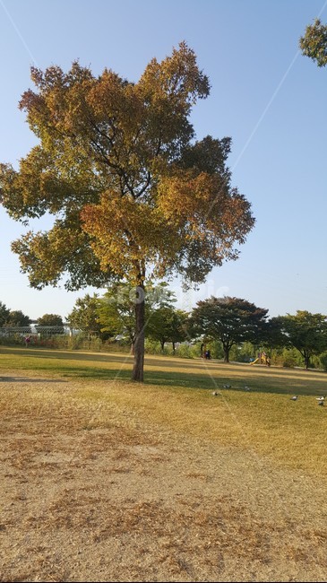 한강,산책로,공원,저녁,하늘,나무,tree,자연,풍경,nature,landscape,plant,식물