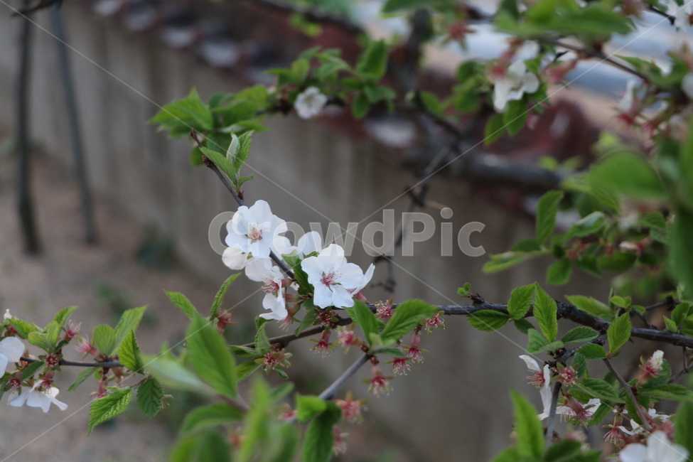 꽃,flower,하얀꽃,흰꽃,whiteflower