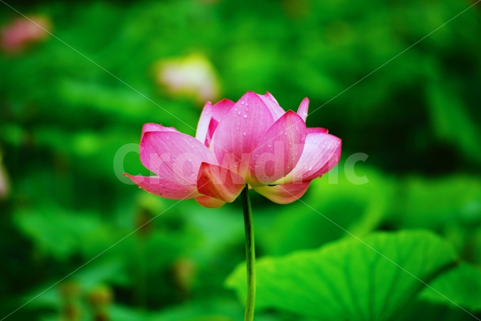 연꽃,연잎,자연,식물,꽃,식물,자연,plants,nature,꽃,flower