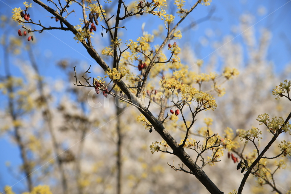 산수유,열매,꽃,봄꽃,노랑,식물,자연,plants,nature,꽃,flower