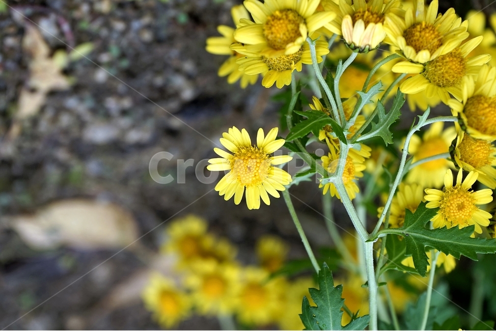 감국,가을,노랑,계절,chrysanthemumindicum,autumn,fall,nature,bloom,yellow,국화과,smell,season,beautiful,plant,flower,산국,노랑꽃,식물,자연,Northchrysanthemum,여러해살이,식물,자연,plants,nature,꽃,flower